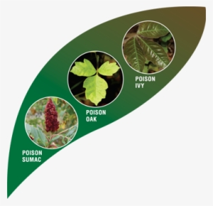 And The Outdoors Beckoning, Many Patients Will Be Visiting - Exposure To Poison Oak #1390041