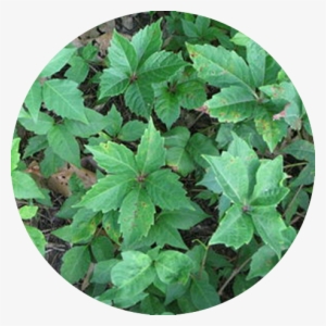 Poison-oak - Pacific Poison Oak #1390291