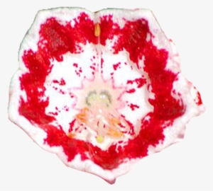 Minuet Laurel Blooms Big 56a582873df78cf77288a83c - Portable Network Graphics #1390457