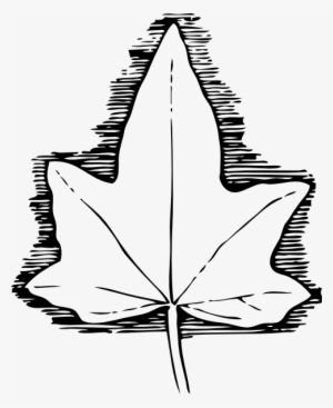 Ivy Leaf Clip Art At Clker - Ivy Leaf Template #1390479