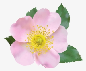 Rose Blossom Png Transparent Clip Art Image - Wild Rose Flower Transparent Clipart #1397895