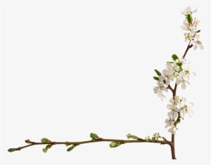 Parent Directory - Prunus #1397995