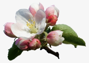 Apple Blossom 116409 - Apple Flowers Transparent Png #1398021