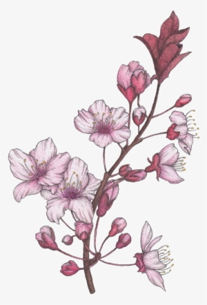 Blossom #1398091