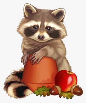 Raton Laveur - Raccoon #1398301