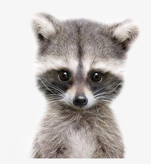 Raccoon #1398397