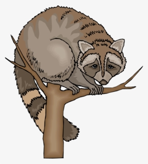 Free Raccoon Clipart - Raccoon In Tree Clipart #1398443