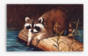 Racoon Fishing - Procyon #1398485