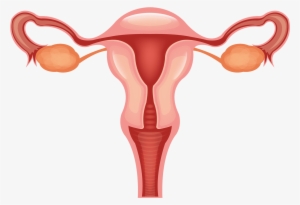 Vagina Clip Svg Free - Female Reproductive System Clipart #1398533