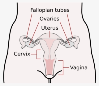Scheme Female Reproductive System-en - Female Reproductive System #1398627