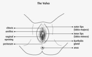 Vulva Diagram Anatomy #1398704 Vulva Diagram Anatomy #1398704