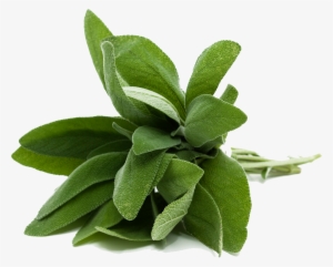 A Seasoned Team - Sage Transparent #1398894