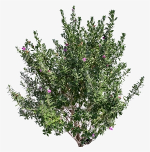 Texas Sage - Bottlebush #1398970