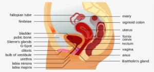 Vaginal Cancer - Diagram Of Vagina G Spot #1399004