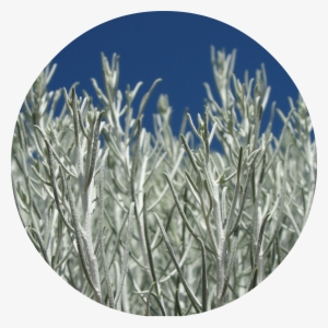 Desert Sage Png #1399026