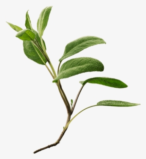 Common Sage #1399523