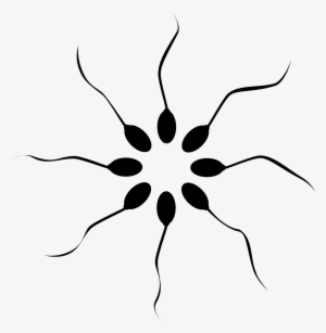 How Long Can Sperm Stay In The Vagina They Hang Around - Png Sperm Cell White #1399658