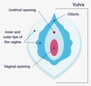 Vaginal Ecology - Vagina #1399811