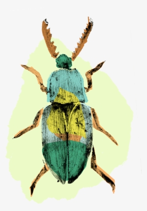 Picture Transparent Download Beetle Colour Png Insects - Beetle #140194