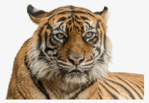 Vector Freeuse Stock Sumatran National Zoo Aquarium - Tiger Face Hd Png #140381