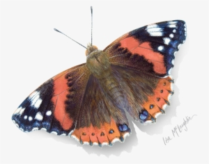 Lisa Mclaughlin's Detailed Wildlife Watercolors - Texas Butterflies Shower Curtain #140451