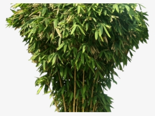 Bamboo Png Transparent Images - Cb Background Hd New 2018 #140739