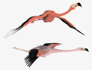 3d Flamingo Clipart - Wallpaper #140903