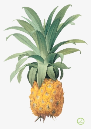 Vintage Botanical Tropical Print #141212