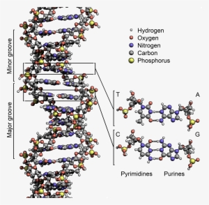 Dna Structure Key Labelled - Spider Dna Structure #142065
