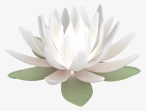 Sacred Lotus #142563