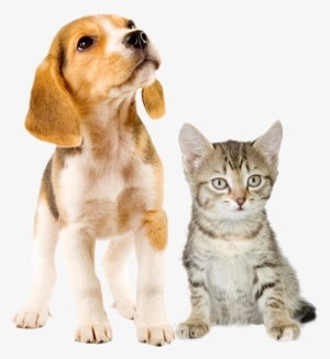 Puppy And Kitten Png #142823