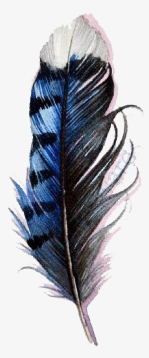 Watercolor Feathers Png Graphic Royalty Free - Blue Jay Feather Watercolor #142969