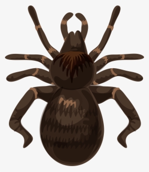 Spider Png #143295