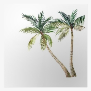 Palm Tree Isolated On White Background - Watercolor Palm Tree #143740
