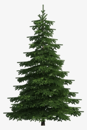 Realistic Pine Tree Png Clip Art - Pine Tree Transparent Background #143835