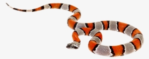 False Coral Snake Png #144221