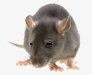 Rat Png Image With Transparent Background - Pest Control #144548