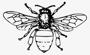 Honey Bee Drawing Png #144894