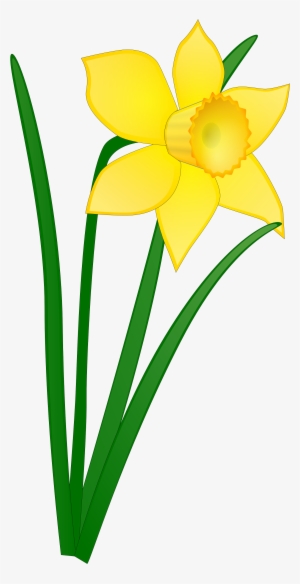 Daffodil - Yellow Daisy Flower Clipart - Free Transparent PNG Download ...