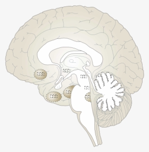 White Brain Png Images #145568 White Brain Png Images #145568