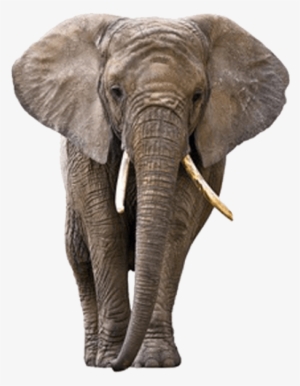 Free Png Elephant Png Images Transparent - Elephant Png #145881