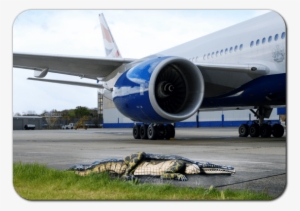 Foreign Object Debris - Alligators Runway Fl Airport #145903