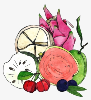 Illustration Of Graviola, Cupuacu, Goiaba, Pitaya, #146459