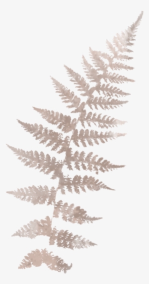 Pink-fern - Ostrich Fern #146632