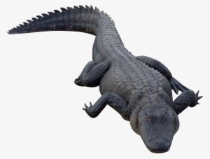 Crocodile Png - Png Alligator #146970