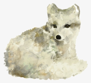 Fox Freetoedit Articfox White Watercolor - Arctic Fox Watercolor Art Print Painting #147215