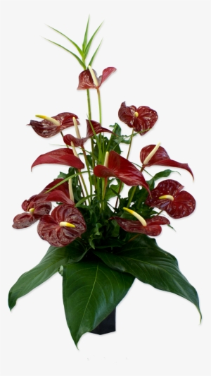 50 Previous Next - Anthurium Andraeanum Png #147284