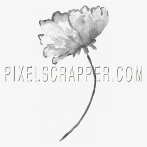 Watercolor Brush Kit 5 - Peony #147328 Watercolor Brush Kit 5 - Peony #147328