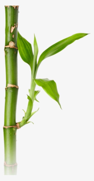 Background Bamboo Transparent - Bamboo #147503