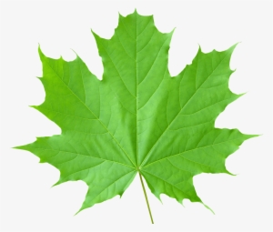 Green Leaves Png File - Leaf Transparent #148232